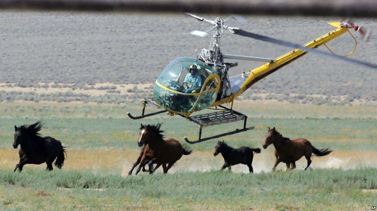 Chasing Wild Horses backdrop